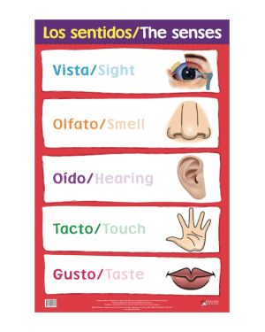 Los Sentidos