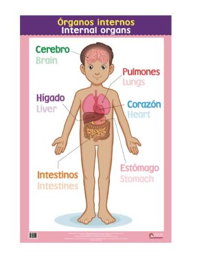 Los órganos internos del cuerpo humano