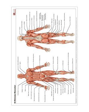 El Sistema Muscular